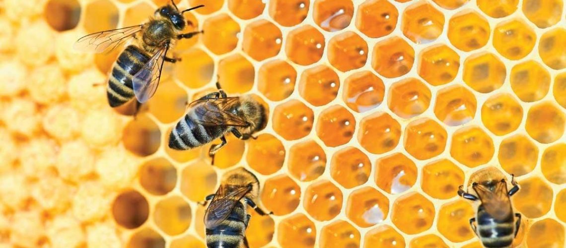 Abeille ouvrière